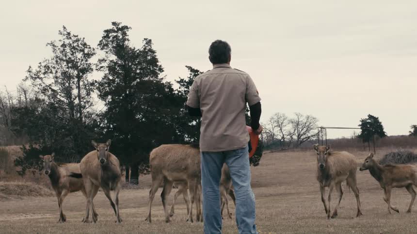 Man pouring feed for deer