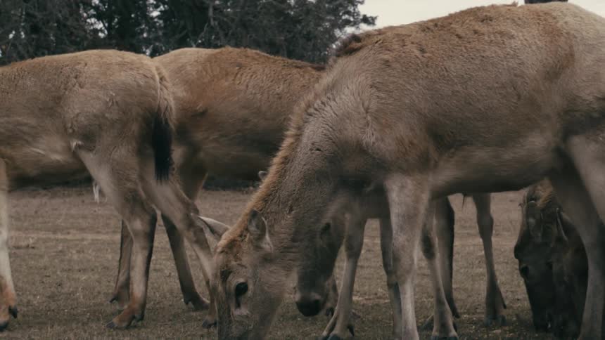 A herd of deer including a young buck with velvet antlers gathers closely in a field to eat feed scattered on the dry grass