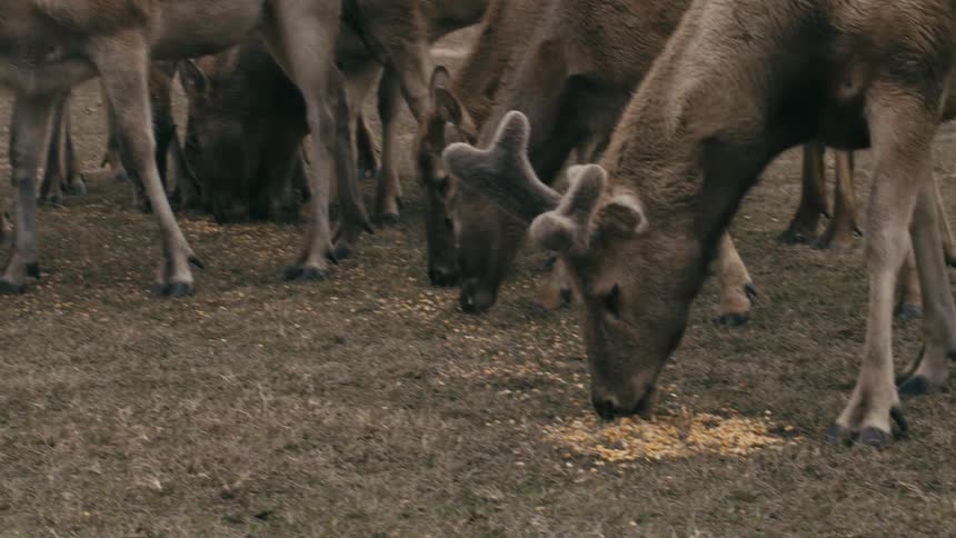 A large herd of deer grazes together in a dry field with larger animals in the foreground and smaller fawns in the background eating from the ground