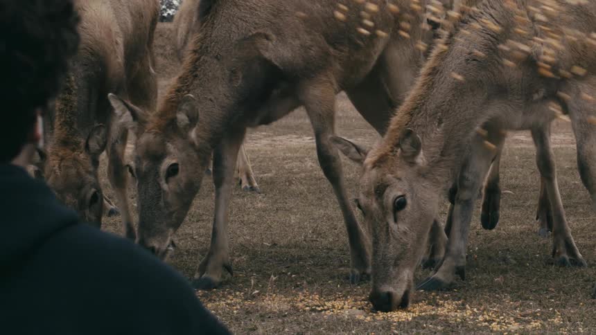 Person throwing deer feed in a field