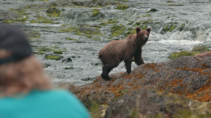 Man watches a bear slowly climb rocks at the riverbank