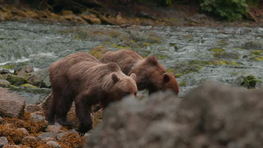 Two brown bears traverse mossy rocks beside a shallow river