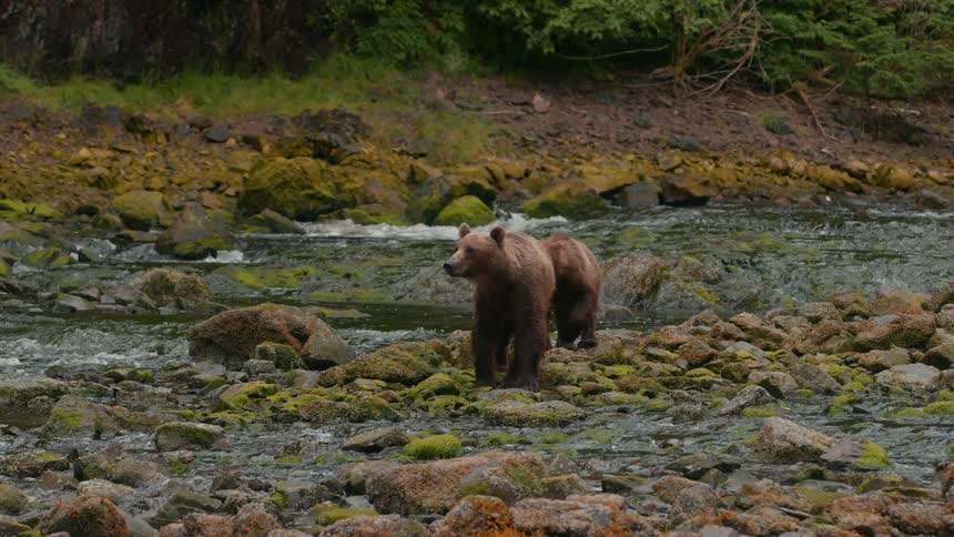 Two bears standing on the edge of a stream full of rocks they are walking forward