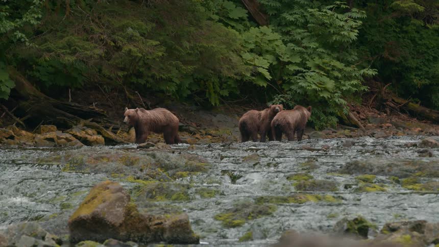 Three large bears walk together by the stream