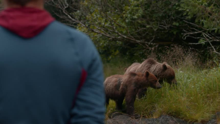 The bears eating grass are being watched by a man