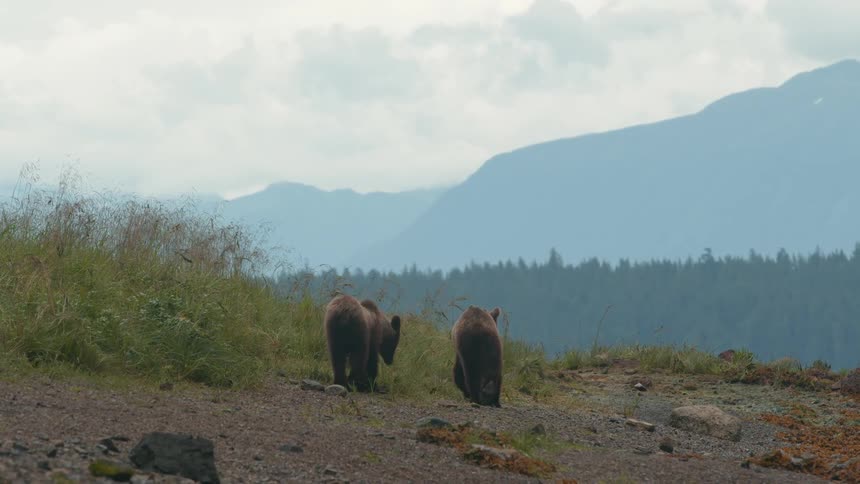 Two brown bears walk along a grassy hill with mountains behind