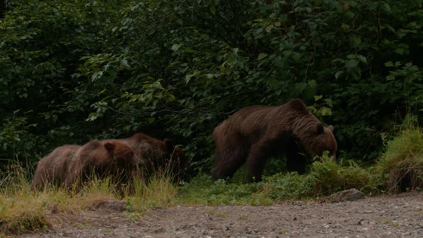 A brown bear and her cubs walk along the edge of a forest clearing