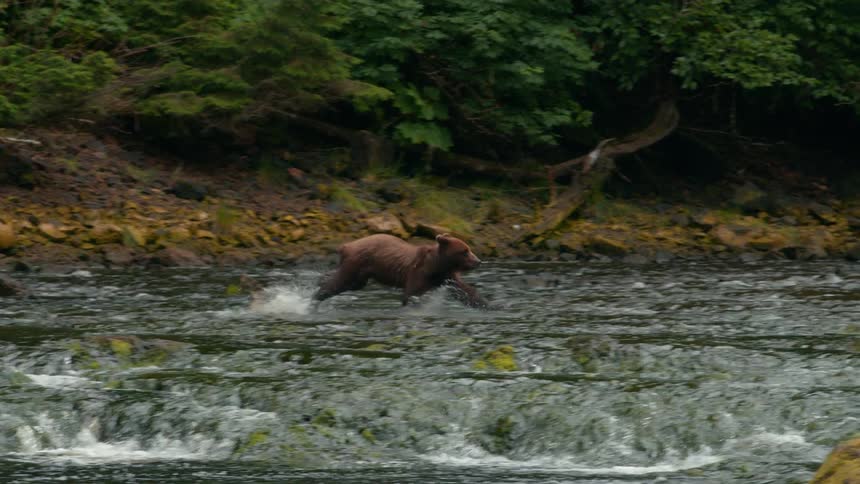 The bear runs fast in the water