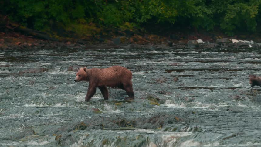 A large brown bear wades through a rocky river next to a smaller bear cub with green foliage visible on the riverbanks