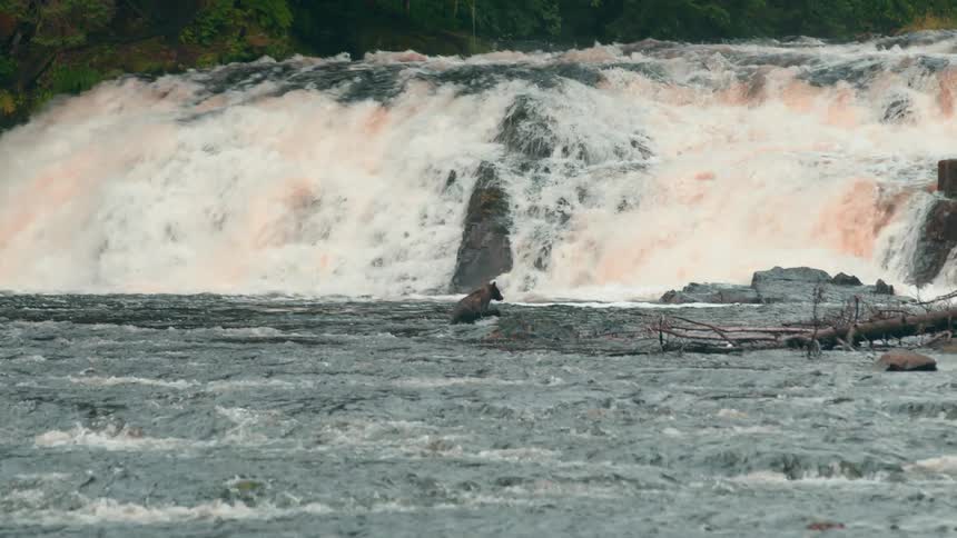 A bear stands in a churning river just below a waterfall surrounded by rocks and foamy current
