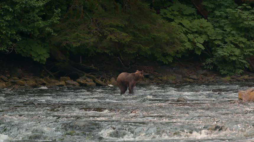 A bear stands in the middle of a flowing river near a forested area