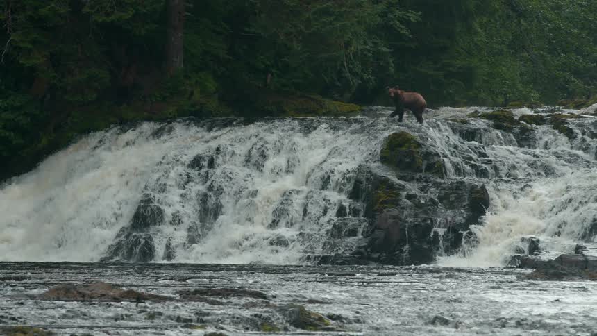 A small brown bear running up a small waterfall that falls between rocks in a forest
