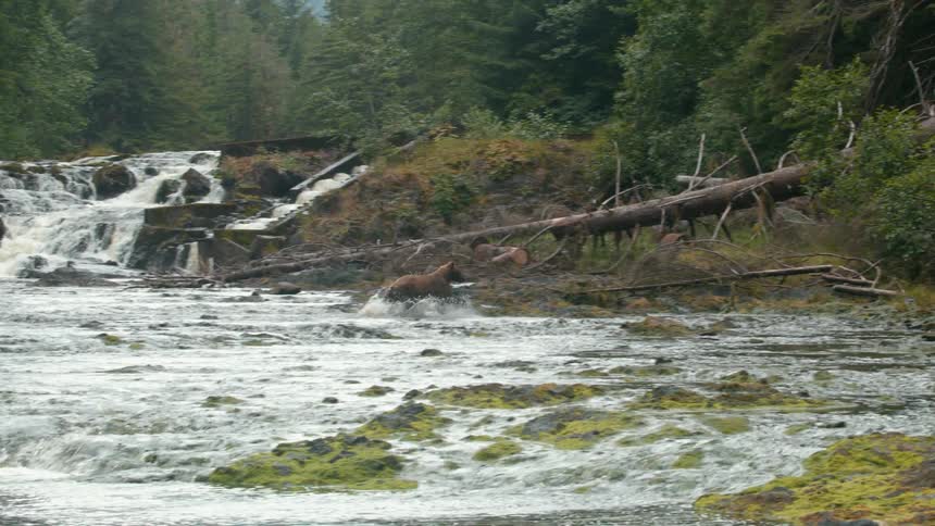 A bear runs through a rocky shallow river teeming with fish with a lush forest and a waterfall in the background