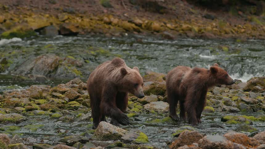Two bears walking in a river