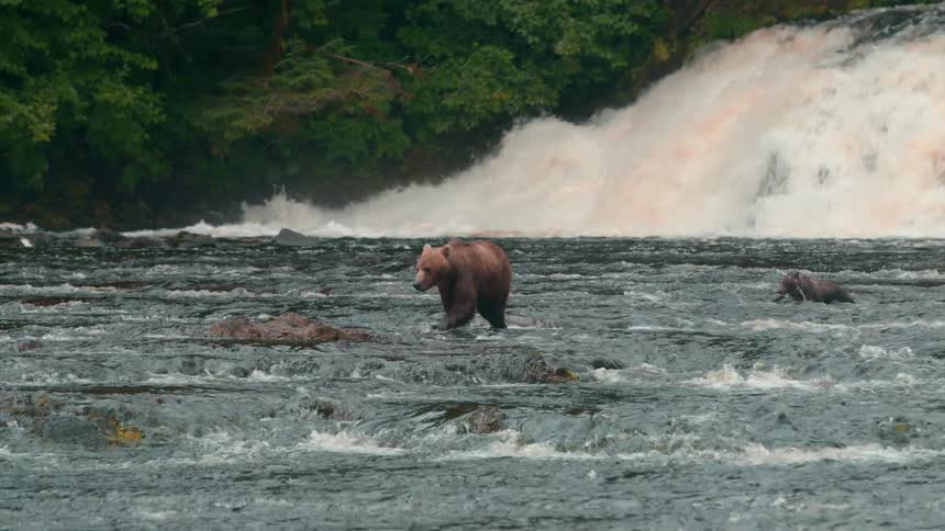 An adult bear with a cub is walking in a river with a waterfall in the background