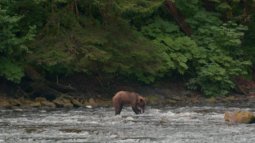 A large brown bear wades into rushing rapids lunges into the water and emerges with a fish in its mouth