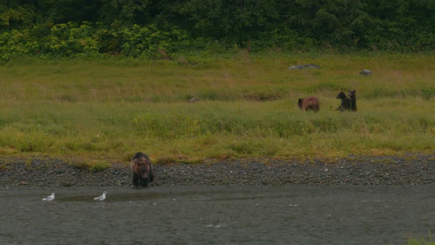 A bear family move around a field beside a flowing river during daytime