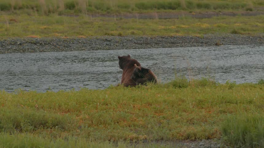 A bear is sitting next to a river