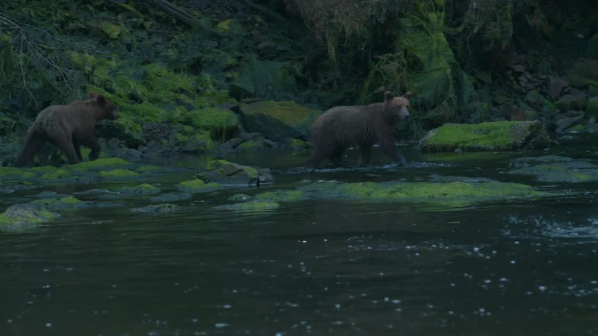 Two bear cubs walk across a flowing stream during daytime