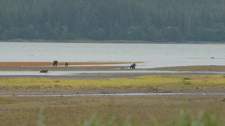 Bears running in a field by the sea