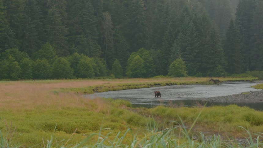 Two bears stand in a river surrounded by lush grass and dense forest
