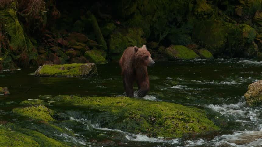A bear stepping on mosscovered rocks while crossing a mountain stream