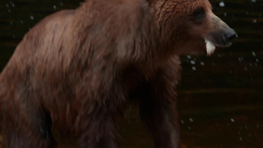 A grizzly bear eats a bird beside a stream covered with seaweed