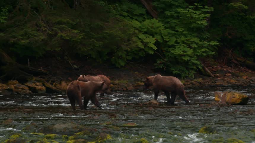 A pack of bears are walking along the river stream
