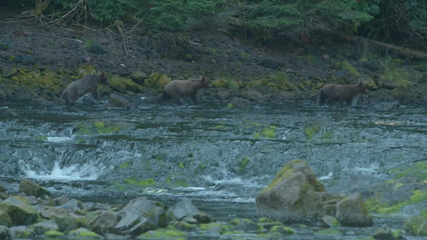 Three brown bears cross the shallow river together