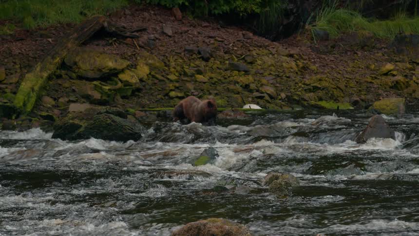 A bear hunts for fish in the fast flowing river during spring