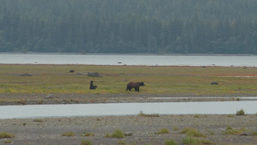 Bear walks with her cubs on a field beside a river during daytime