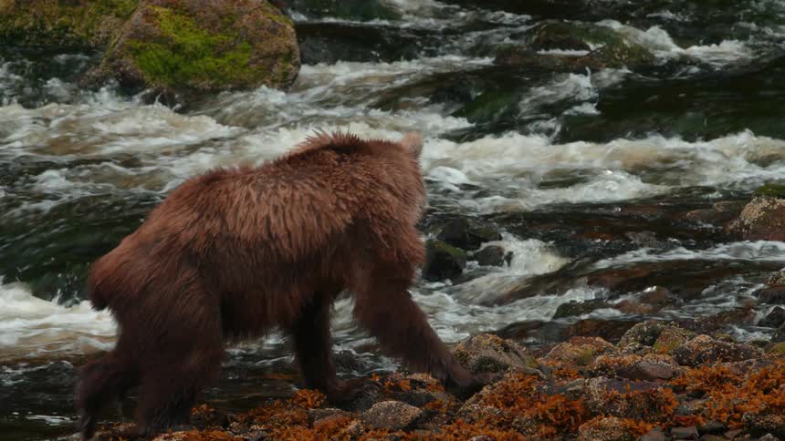 The large bear climbs on the rocks in the stream