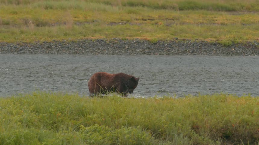 Bears fishing for salmon in a river