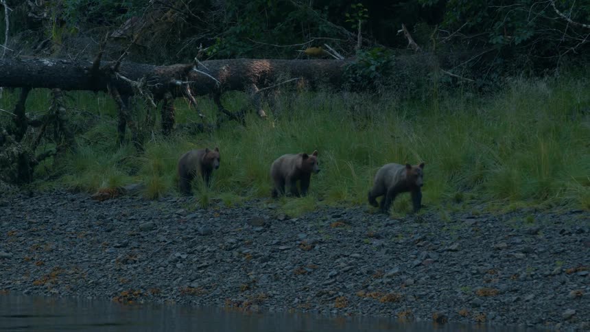 A sloth of young brown bears walk along a river bank in a forest at sunset