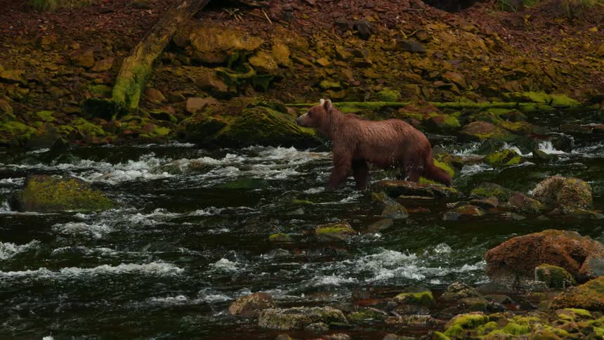 A brown bear walks through a flowing stream during daytime