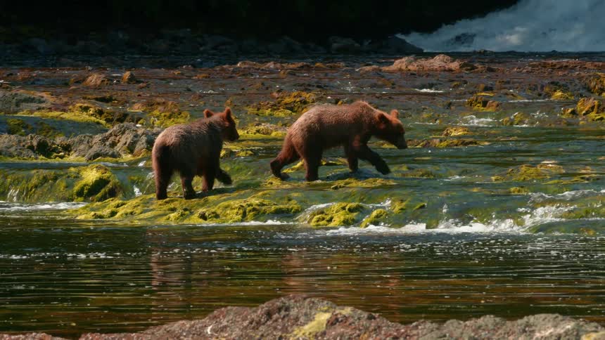 Two bears are searching for fish in the stream