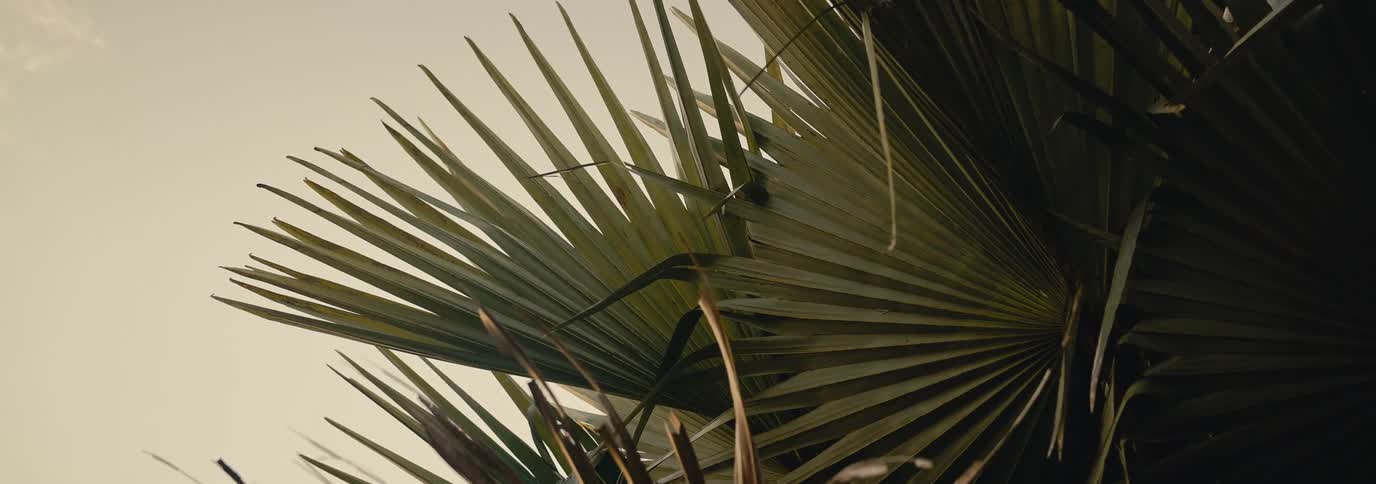 The leaves of a palm tree are shown gently blowing in the wind