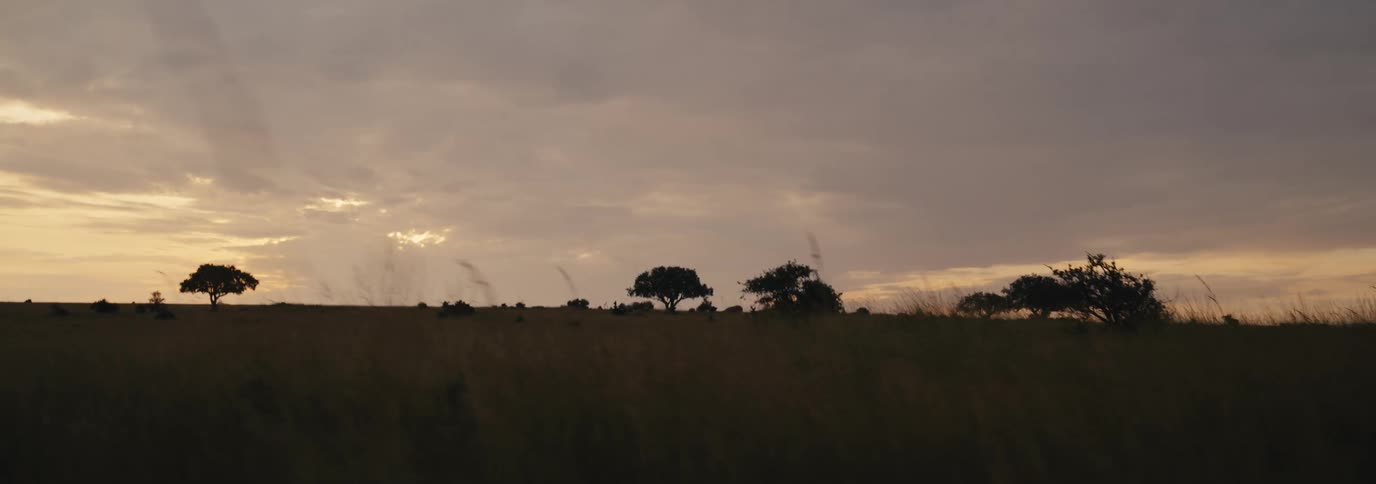 Flat grassland with scattered trees at sunset viewed from a moving vehicle