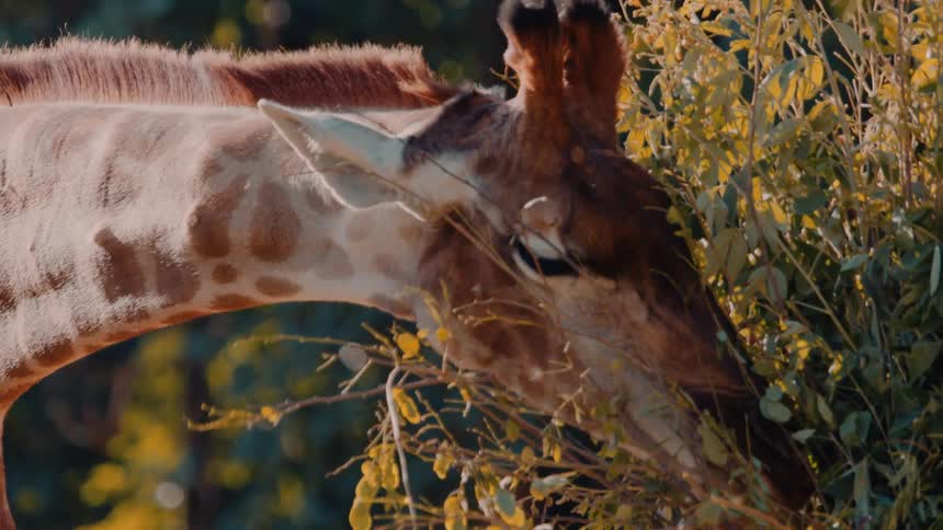 The giraffe is chewing on a bush
