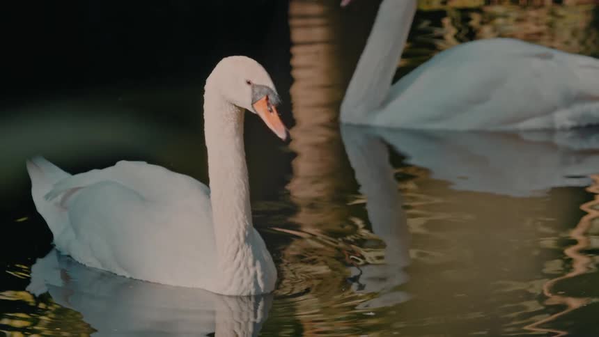 Two white swans on a calm lake