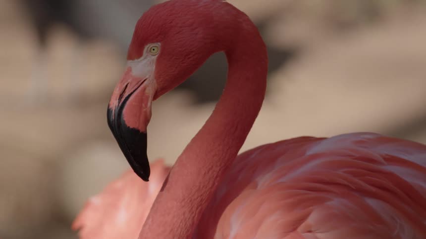 A pink flamingo is captured in a closeup