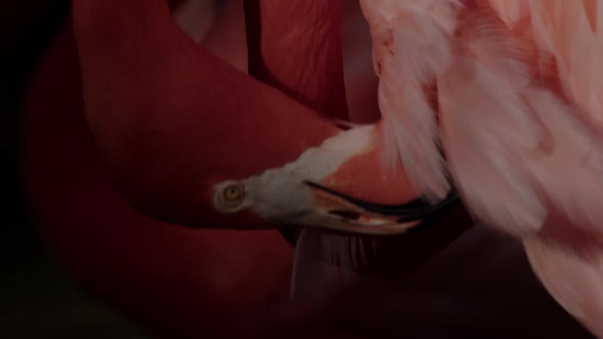 The bird is biting its pink feathers