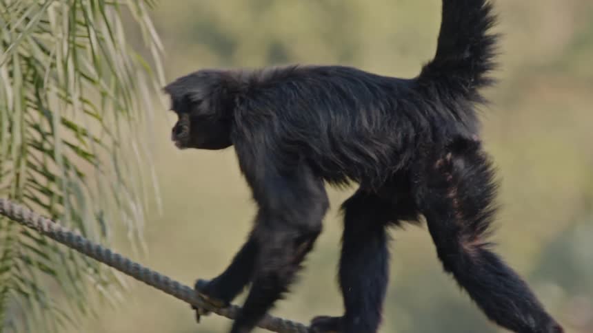 A monkey walks along a rope and then jumps off over a dog house