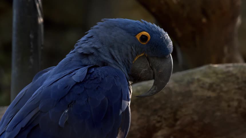 Blue macaw in a tree