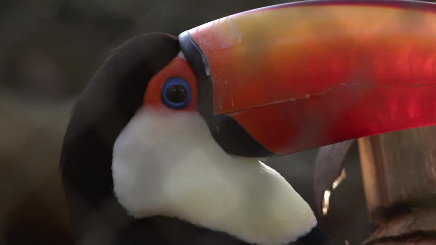 A close up of a toucan shows its vivid orange beak blueringed eye and sleek black feathers