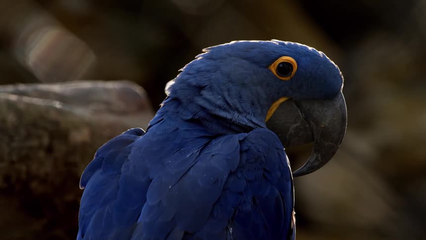 Close up of a blue parrot perched outdoors during daytime