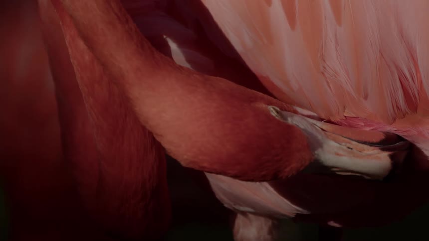 A flamingo is preening its feathers while standing
