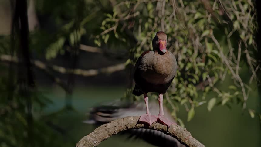 A duck stands on a curved tree branch in a lush green forest setting