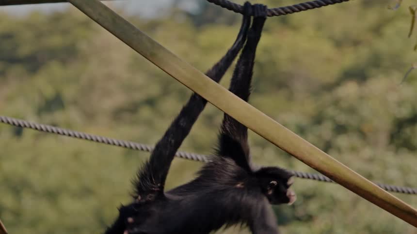 Monkey walking between ropes