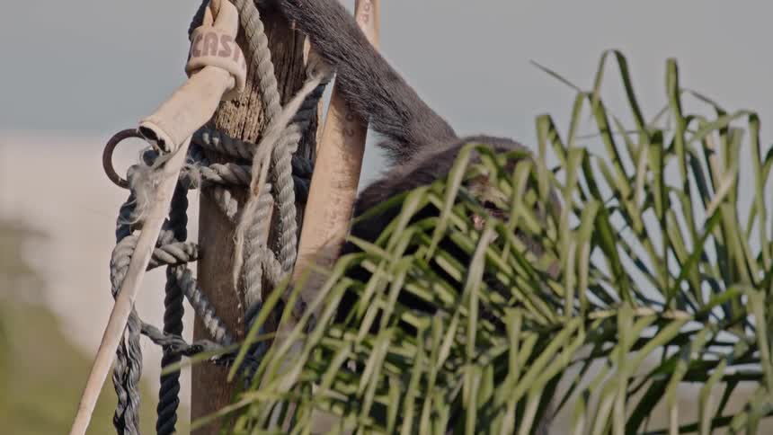 Monkey climbing down a trunk and moving to another tree